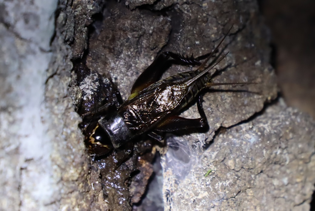 エンマコオロギの雄_樹液が一番匂っていたクヌギ in 緑地A_2022年8月31日20時15分気温30度